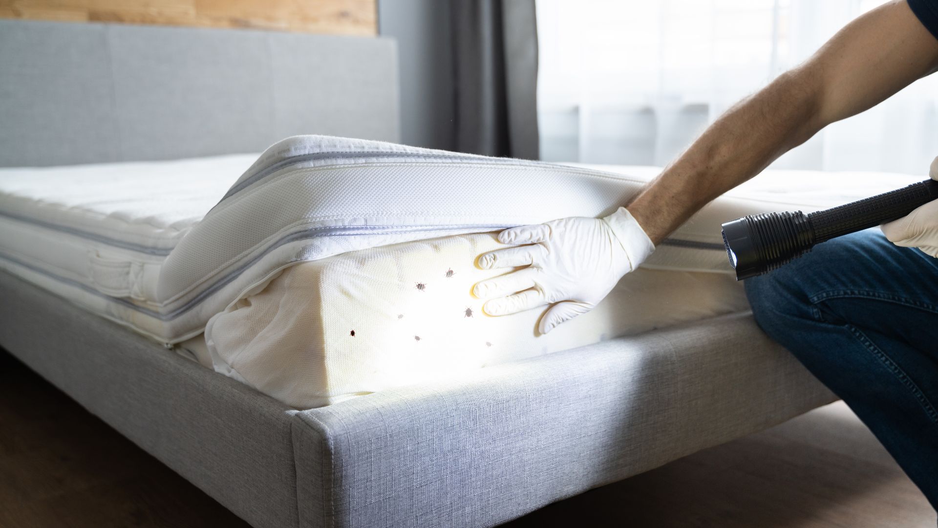 Bed bugs pest control