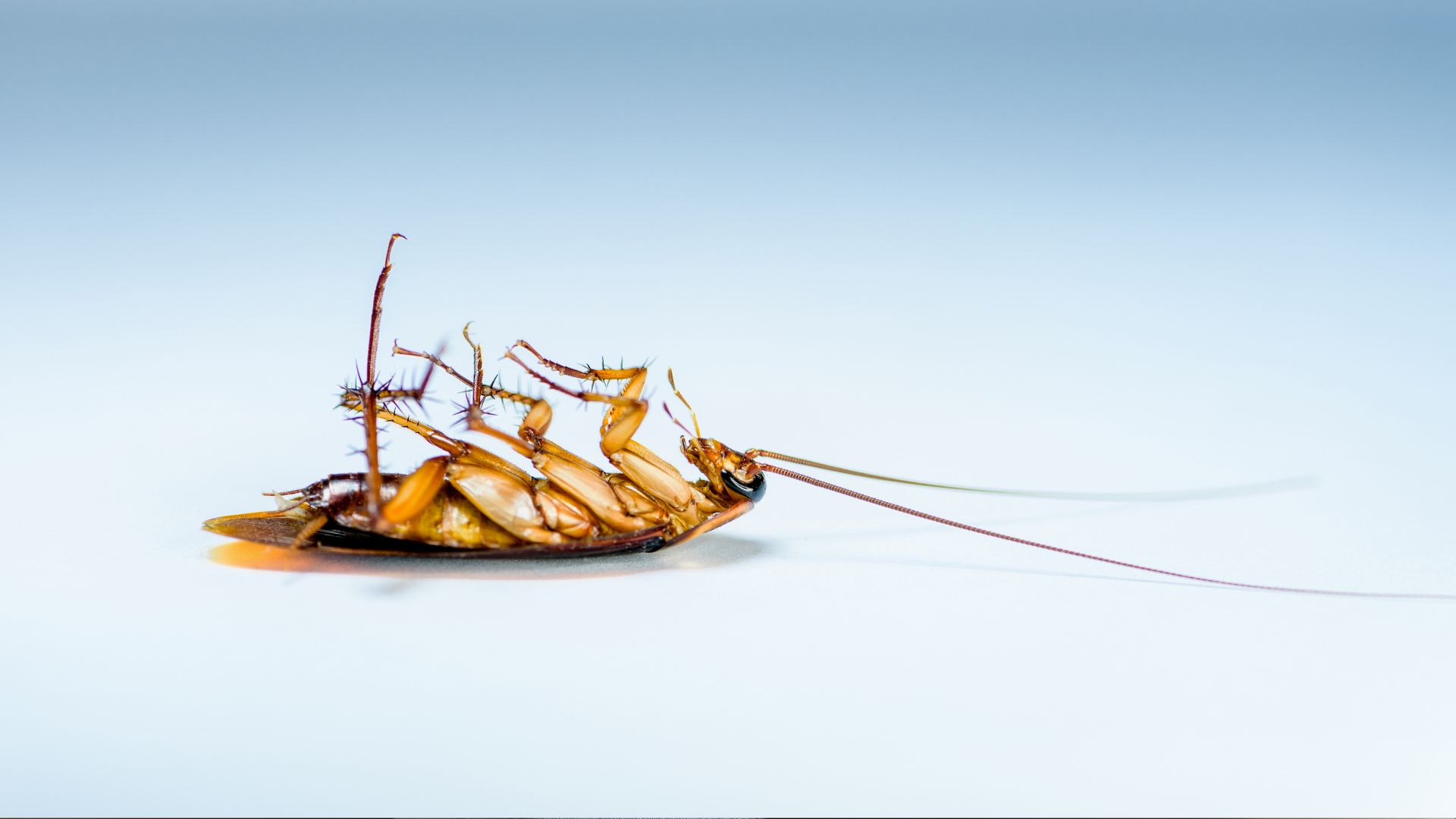 Cockroach pest control